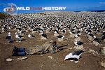 Simon King filming a black-browed albatross nesting colony for The Blue Planet