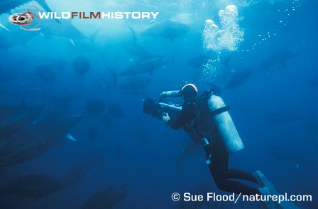 Peter Scoones filming captive bluefin tuna for The Blue Planet