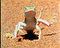 Namib... Strange Creatures of the Skeleton Coast