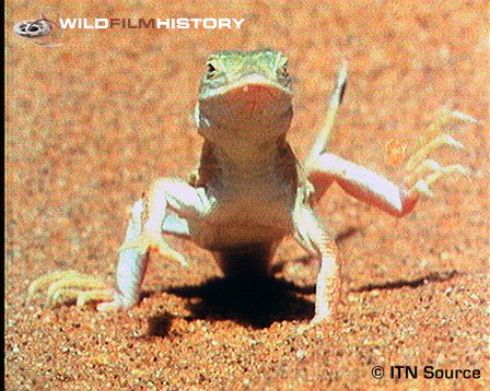 Surving the heat of the Namib Desert