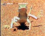 Surving the heat of the Namib Desert