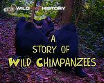 Fifi's Boys - A Story of Wild Chimpanzees: Life in Gombe National Park