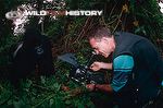 Cameraman filming a mountain gorilla in the wild for Mountain Gorilla: A Shattered Kingdom