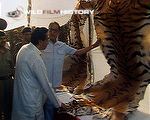 The tiger - a poachers commodity