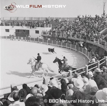 Riders chasing bull in A Bull Called Marius