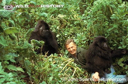 David Attenborough with mountain gorillas during filming for Life on Earth