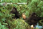 Photo: David Attenborough with mountain gorillas during filming for Life on Earth (1979)