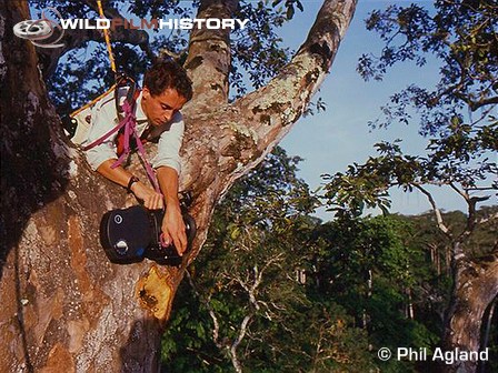 Phil Agland filming in tree