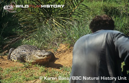 Richard Kirby filming a Nile crocodile for The Wildlife Specials: Crocodile