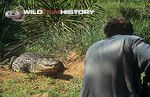 Richard Kirby filming a Nile crocodile for The Wildlife Specials: Crocodile