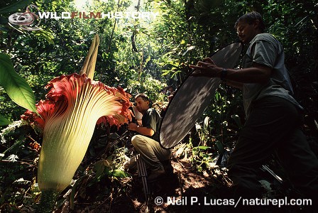 Filming the titan arum for The Private Life of Plants