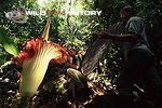 Filming the titan arum for The Private Life of Plants