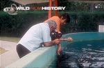 Tony Soper feeds a manatee