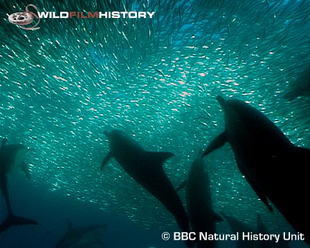 Sardines in a ball of bubbles