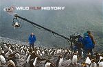 Filming David Attenborough in a macaroni penguin colony using a jib arm for Life in the Freezer