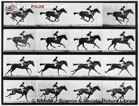 Eadweard Muybridge's time-lapse photographs of a man riding a galloping horse