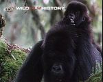 Gorillas in the Midst of Man: What the future holds