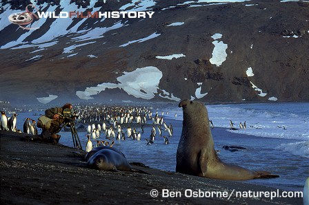 Mike Richards filming king penguins while being watched by an elephant seal during filming for Life in the Freezer