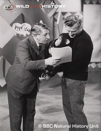 Johnny Morris and Keith Shackleton with Ringo the chimp