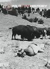 Maurice Tibbles filming bison for Life on Earth