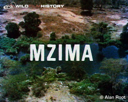 Mzima - an emerald oasis