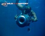 Under the Caribbean: The first underwater footage of sperm whales