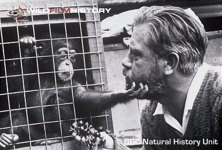 Gerald Durrell giving grapes to a caged chimp during the filming of Catch me a Colobus