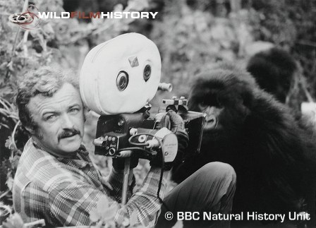 Martin Saunders filming mountain gorillas for Life on Earth: Life in the Trees