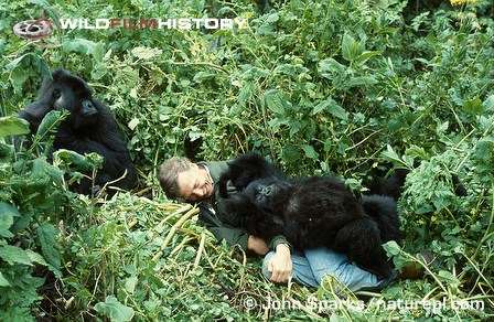 David Attenborough with mountain gorillas on location for Life on Earth