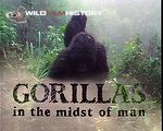 Gorillas in the Midst of Man: Gorillas in the midst of man