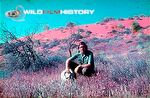 Barry Paine amongst Parakeelya flowers at Cordillo