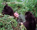 David Attenboroughs legendary encounter with a family of mountain gorillas