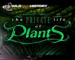 The dramatic lives of plants