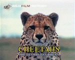 The Savage Paradise : Cheetahs  The Blood Brothers: Alliances bound by ties of blood