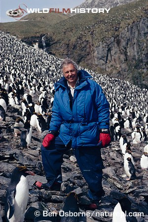 David Attenborough in a macaroni penguin colony during filming for Life in the Freezer