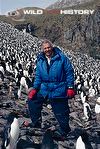 David Attenborough in a macaroni penguin colony during filming for Life in the Freezer