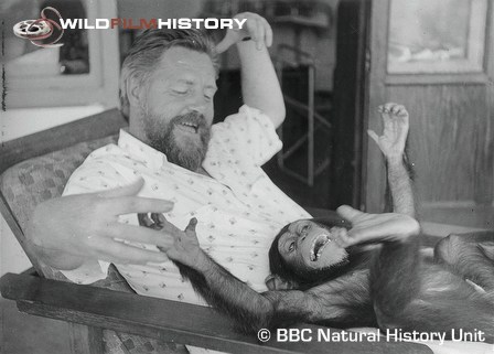 Gerald Durrell with a young chimpanzee named Jimmy, during filming for Catch me a Colobus