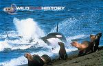 Killer whale hunting sea-lions on a beach in The Trials of Life: Hunting and Escaping