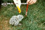 Filming the effect of a supernormal stimulus on a gull chick for The Discovery of Animal Behaviour