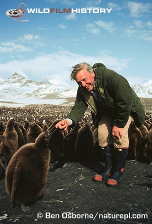 David Attenborough with king penguin chicks