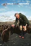 David Attenborough with king penguin chicks