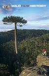 Alastair MacEwen filming monkey puzzle tree