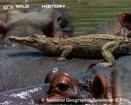 Young crocodile on hippo's back