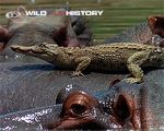 Young crocodile on hippo's back