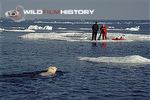 Doug Allan with Inuit guide on ice floe filming a swimming polar bear for The Wildlife Specials: Polar Bear