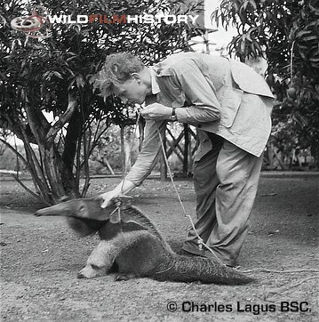 David Attenborough with a giant anteater