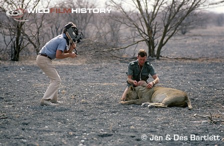 Des Bartlett filming Hu Berry removing dart from female lion