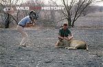 Des Bartlett filming Hu Berry removing dart from female lion