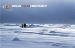 Martin Saunders filming a polar bear for The Wildlife Specials: Polar Bear