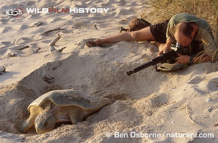 Simon King filming a flatback turtle laying eggs on a beach for The Blue Planet